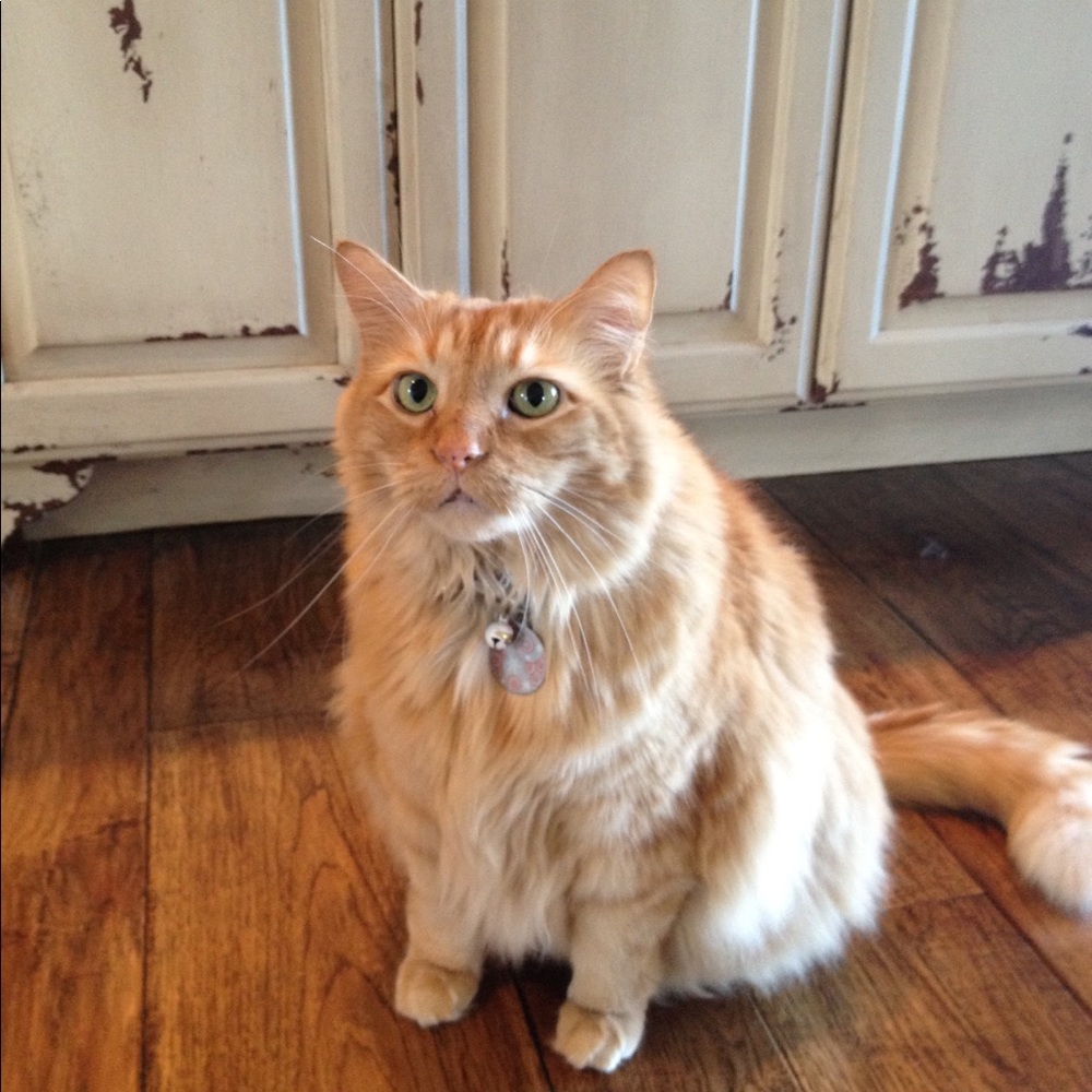 Meet your Posher, Heidi